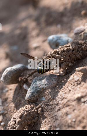 Odynerus spinipes (Linnaeus 1758) Spiny Legged Mason Wasp, der aus dem Schornsteineingang in Anglesey North Wales auftaucht Stockfoto