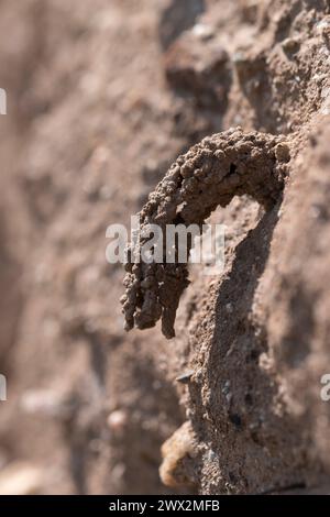 Odynerus spinipes (Linnaeus 1758) Spiny Legged Mason Wasp, der aus dem Schornsteineingang in Anglesey North Wales auftaucht Stockfoto