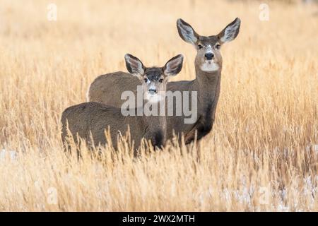 Maultierhirsch und Rehkitz (Odocoileus hemionus) Herbst, Colorado, USA, von Dominique Braud/Dembinsky Photo Assoc Stockfoto