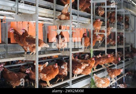 Wustermark, Deutschland. März 2024. Hühner der Rasse Lohmann Brown sitzen während des Besuchs des brandenburgischen Landwirtschaftsministers Vogel bei der Wustermarker Bio-EI GmbH. Die Tiere werden in mobilen Hühnerboxen gehalten, die von einem Traktor zum nächsten gezogen werden können. Das bedeutet, dass die Hühner immer dort sind, wo das Gras noch üppig ist und der Boden gesund ist. Quelle: Soeren Stache/dpa/Alamy Live News Stockfoto