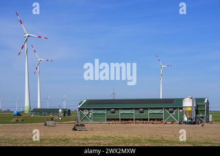 Wustermark, Deutschland. März 2024. Zwei der Hühnerställe der Wustermarker Bio-EI GmbH, aufgenommen während des Besuchs des brandenburgischen Landwirtschaftsministers Vogel. Die Tiere werden in mobilen Hühnerboxen gehalten, die von einem Traktor zum nächsten gezogen werden können. Das bedeutet, dass die Hühner immer dort sind, wo das Gras noch üppig ist und der Boden gesund ist. Quelle: Soeren Stache/dpa/Alamy Live News Stockfoto