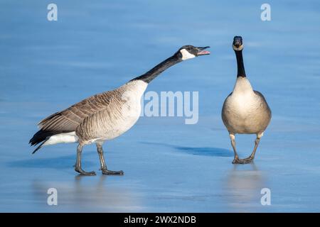 Kanada-Gänse (Branta canadensis) Paarbindung, Early Spring, E North America, von Dominique Braud/Dembinsky Photo Assoc Stockfoto