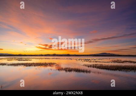 Schneegänse (Chen caerulescens) Roosting, Dawn, Bosque del Apache NWR, New Mexico, USA, von Dominique Braud/Dembinsky Photo Assoc Stockfoto