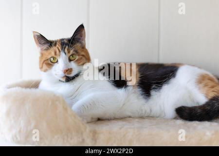 Wunderschöne einheimische Dreifarbigkatze mit gelbem (Bernstein) liegt auf dem Katzenspielkomplex drinnen und schaut auf die Kamera. Selektiver Fokus, Nahaufnahme. Stockfoto