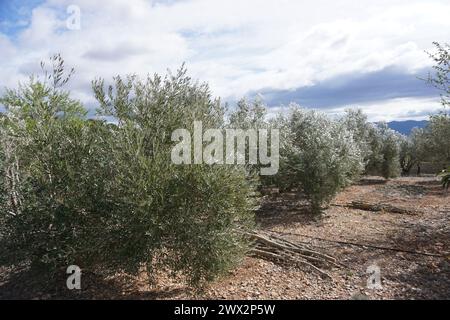 Oliven- und Mandelbäume auf trockenem Land in Spanien Stockfoto