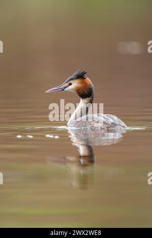 Aus nächster Nähe sehen Sie einen tollen Haubengarten auf einem ruhigen Pool mit ruhigen Farben. Stockfoto