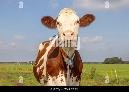 Freches Kuhporträt, ein niedliches und junges rotes fleckvieh, mit weißem Gesicht und rosa Nase und lustigem Ausdruck, mittlerer Aufnahme und blauem Himmel Stockfoto