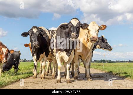 Gruppieren Sie Kühe auf einem Pfad, auf einem Feld in der ersten Reihe, eine schwarz-weiße Herde, glücklich und fröhlich und ein blauer Himmel Stockfoto