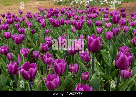 Callaway Gardens, GA Stockfoto