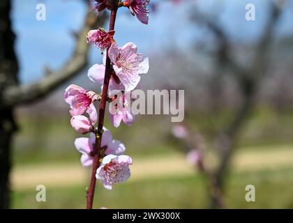 Pfirsichbäume im Obstgarten. Blumen auf den Zweigen. Orchard im Frühjahr. Stockfoto
