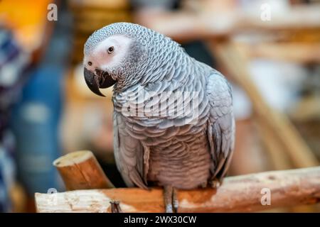 Nahaufnahme Porträt des afrikanischen Graupapageis Psittacus Erithacus. Stockfoto