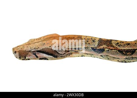 Python Boa Kopf isoliert auf weißem Hintergrund. Stockfoto