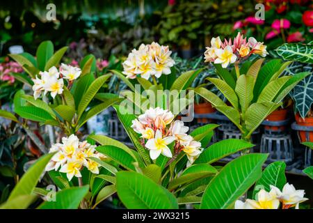 Vanillecremegelbe Blüten Hybridselektion von Plumeria-Pflanzen mit verschiedenfarbigen Blättern Blüten Stockfoto