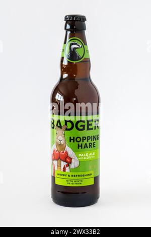 Hopping Hare ist ein in Flaschen abgefülltes Pale Ale von der Badger Brewery. Beschrieben als Hopfen und erfrischend, mit Anklängen von Zitrusfrüchten. Festigkeit von 4 % ABV Stockfoto