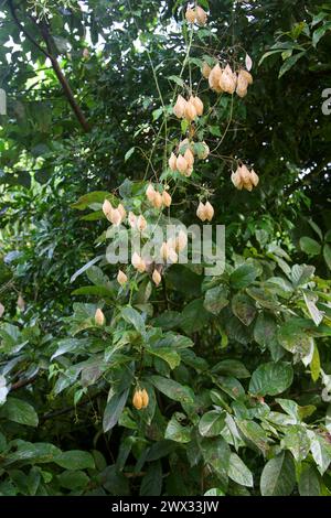 Auffällige Balloonvine, Herzerbse oder Herzsamen, Cardiospermum grandiflorum, Sapindaceae. Costa Rica. Tropische Kräuterrebe mit gekippten Fruchtschoten. Stockfoto