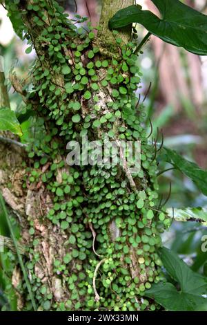 Kriechknöpfe, Peperomia rotundifolia, Piperaceae. Costa Rica. Kletterrebe mit kleinen runden Blättern, tropisches Mittelamerika. Peperomie Stockfoto