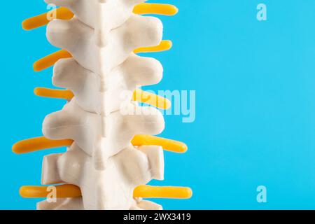 Medizinisches Modell der Brustwirbelsäule auf blauem Hintergrund. Konzept der Thoraxerkrankungen: Osteochondrose und Intervertebralhernie, Neuralgie. Behandlung Stockfoto