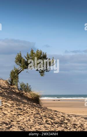 Ein einsamer Baum, der auf einer Sanddüne am Crantock Beach in Newquay in Cornwall in Großbritannien wächst. Stockfoto