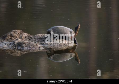 Indische Schwarze Schildkröte - Melanochelys trijuga, wunderschöne mittelgroße Süßwasserschildkröte aus südasiatischen Seen, Sümpfen und Sümpfen, Nagarahole Tiger Rese Stockfoto