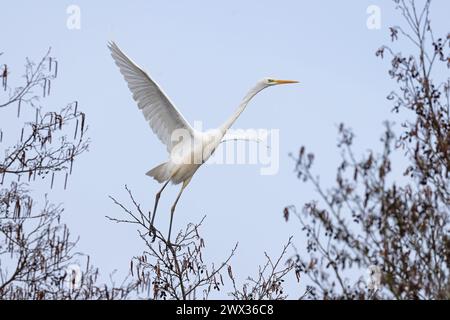 Great (White) (Common) Egret (Ardea alba) startet im März 2024 von Whitlingham CP Norfolk Stockfoto