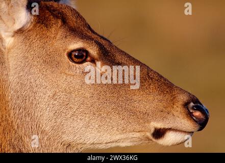 Rotwild (Cervus elaphus) aus nächster Nähe von Hind/Weibchen in der Herbstsonne am späten Nachmittag, Inverness-shire, Schottland, Oktober 1999 Stockfoto