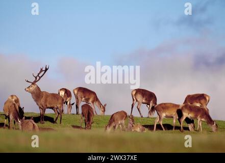 Hirschhirsch (Cervus elaphus) mit Harem in der Brunstsaison, Cairngorms National Park, Strathspey, Schottland, Oktober 1996 Stockfoto