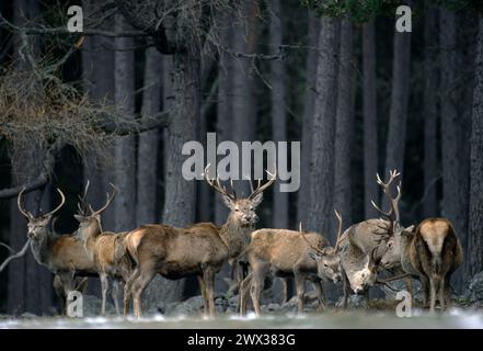 Rotwild (Cervus elaphus) Gruppe von Hirschen, die bei schneebedecktem Winterwetter im Kiefernwald, Mar Lodge Estate, Schottland, Schutz bieten Stockfoto