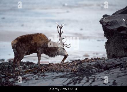 Rotwild (Cervus elaphus) Hirsch isst Algen von Felsen am Strand am Kilmory Beach auf der Insel Rum, Schottland Stockfoto