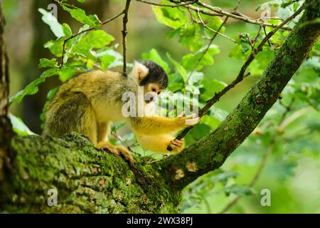 Eichhörnchenaffe (Saimiri sciureus) in einem Baum, gefangen, Verteilung Südamerika Stockfoto