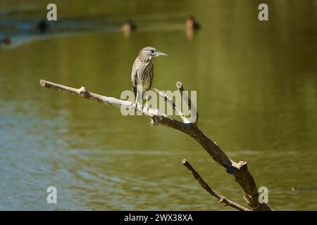 Schwarzgekrönter Nachtreiher (Nycticorax nycticorax), der auf einem Zweig am Wasser sitzt, Camargue, Frankreich Stockfoto