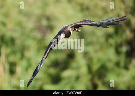 Abdimstörche (Ciconia abdimii), fliegend, Spanien Stockfoto