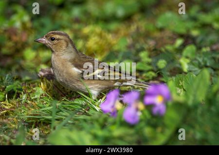 Fringilla coelebs (Fringilla coelebs) Weibchen, die auf der Frühlingswiese in Baden-Württemberg Nahrung suchen Stockfoto