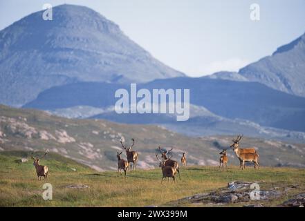 Rothirsch (Cervus elaphus) gemischte Gruppe im Kilmory-Studiengebiet mit den Rum Cuillins im Hintergrund, Isle of Rum, Schottland Stockfoto
