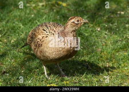 Fasan Weibchen in grünem Gras, rechts stehend Stockfoto