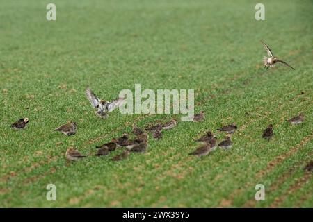 Goldener Pflug einige Vögel mit offenen Flügeln auf grüner Wiese fliegen und stehen verschiedene Sichtungen Stockfoto