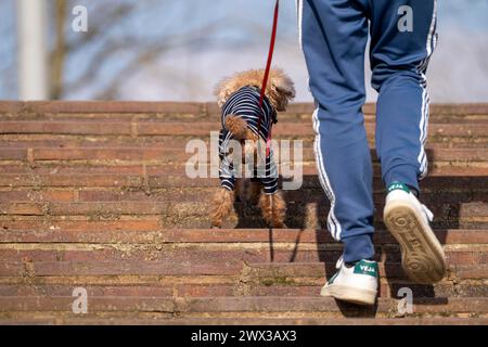 Kleiner Hund mit gestreiftem Hundemantel, Schutz vor Kälte, auf einem Spaziergang mit seinem Herrn, Stockfoto