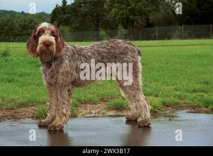 Der Italiener Spinone Brown Roan Stand Seitlich Stockfoto