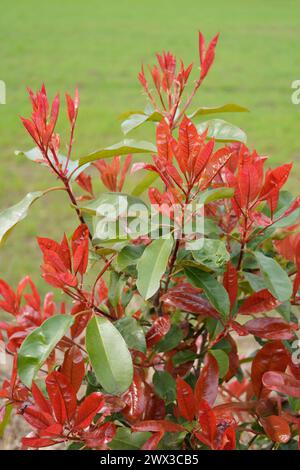 Photinia x fraseri „Rotkehlchen“ mit frischem Rotwein Stockfoto