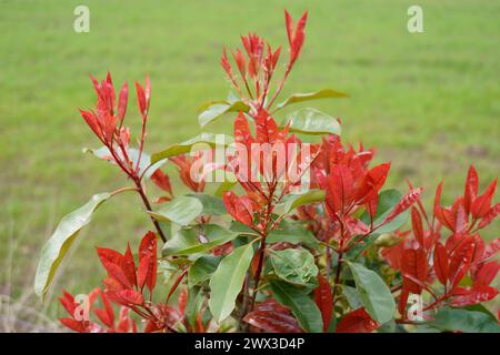 Photinia x fraseri „Rotkehlchen“ mit frischem Rotwein Stockfoto