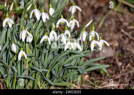 Nahaufnahme einer Biene, die im Frühjahr weiße Schneeglöckchen bestäubt Stockfoto