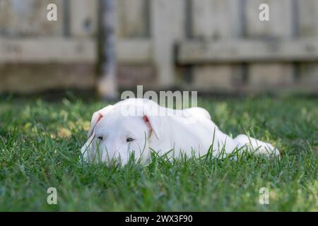 Weißer Bullterrier-Welpe, der im Gras liegt Stockfoto