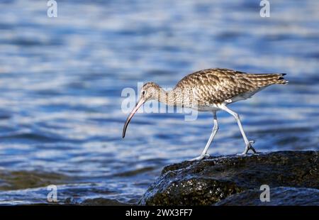 Eurasischer Wimbrel (Numenius phaeopus) auf der Suche nach Essen an der Küste von Lanzarote Stockfoto