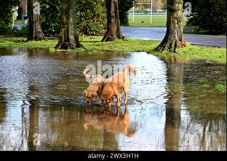 Edinburgh, Schottland, Großbritannien. März 2024. Überflutung rund um den Inverleith Park nach starken Regenfällen über Nacht bis in den frühen Nachmittag, schließlich durch Sonnenschein und einige Duschen. Hunde, die gerne in den Pfützen des Inverleith Park planschen. Quelle: Craig Brown/Alamy Live News Stockfoto