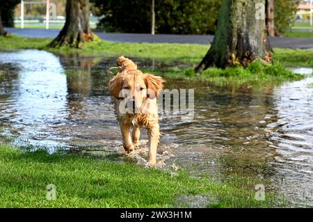 Edinburgh, Schottland, Großbritannien. März 2024. Überflutung rund um den Inverleith Park nach starken Regenfällen über Nacht bis in den frühen Nachmittag, schließlich durch Sonnenschein und einige Duschen. Hunde, die gerne in den Pfützen des Inverleith Park planschen. Quelle: Craig Brown/Alamy Live News Stockfoto