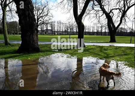 Edinburgh, Schottland, Großbritannien. März 2024. Überflutung rund um den Inverleith Park nach starken Regenfällen über Nacht bis in den frühen Nachmittag, schließlich durch Sonnenschein und einige Duschen. Hunde, die gerne in den Pfützen des Inverleith Park planschen. Quelle: Craig Brown/Alamy Live News Stockfoto