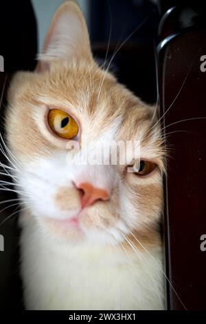 Nahaufnahme des Gesichts einer Katze Stockfoto