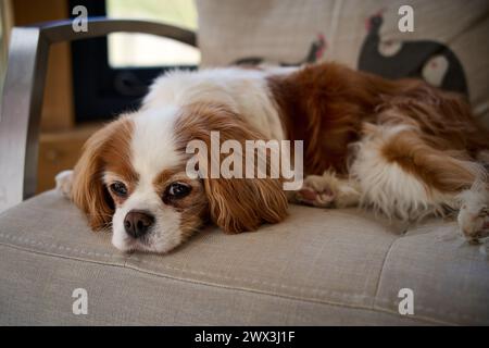 Cavalier King Charles spaniel Stockfoto
