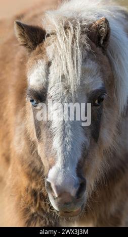 Zweifarbiger Pony Head Shot Stockfoto