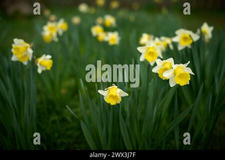 Narzissen im Garten Stockfoto