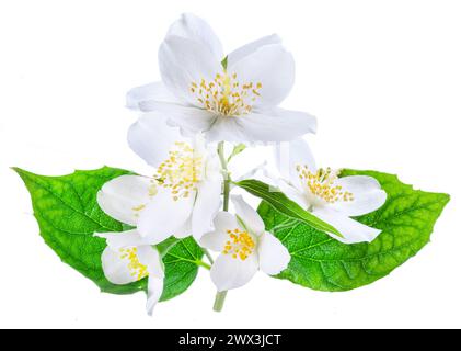 Zweig von Jasminblüten isoliert auf weißem Hintergrund. Stockfoto